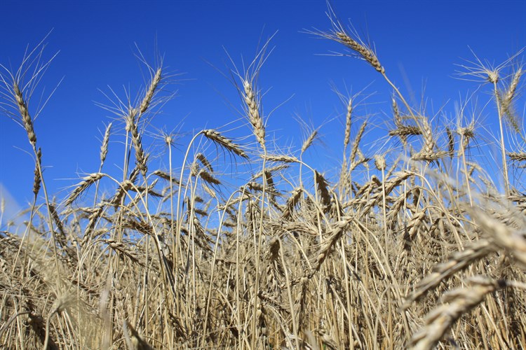 wheat